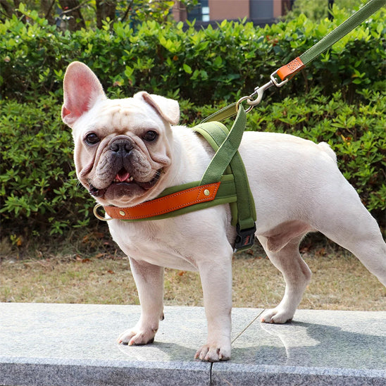 harnais chien anti traction ergonomique regardnez