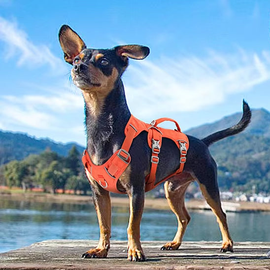 harnais chien balade serein au lac