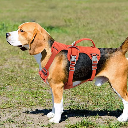 harnais chien balade serein au parc