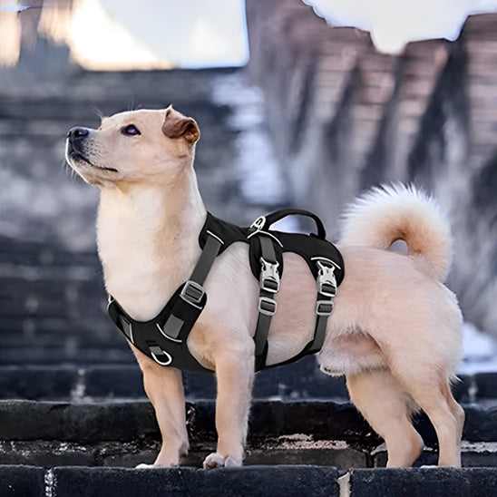 harnais chien balade serein content