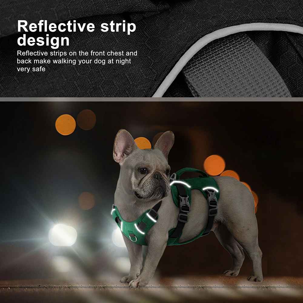 harnais chien balade serein detail reflechissant