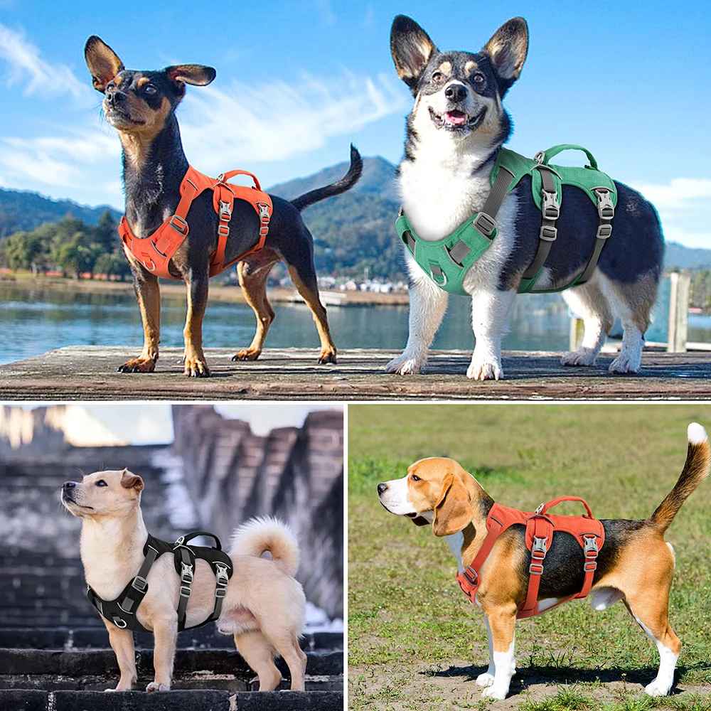 harnais chien balade serein planche technique couleur