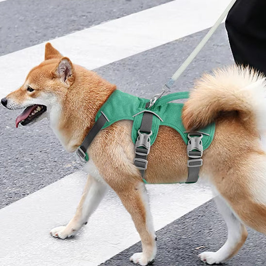 harnais chien balade serein
