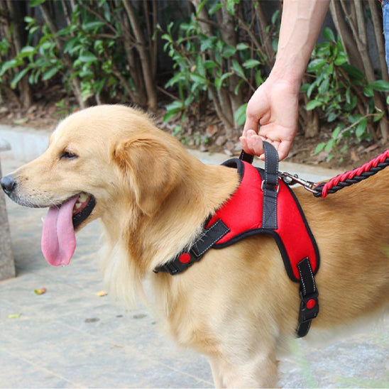 harnais chien confort premium chien assis balade