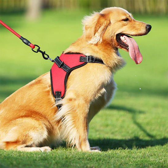 harnais chien confort premium chien assis content