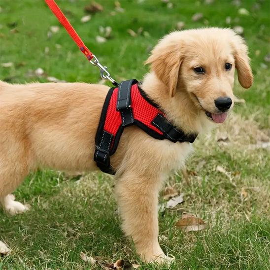 harnais chien confort premium chien parc