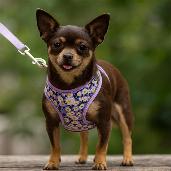 harnais petit chien floral confort chien debout