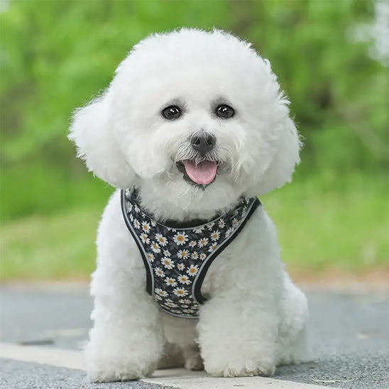 harnais petit chien floral confort chien mignion
