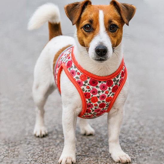 harnais petit chien floral confort