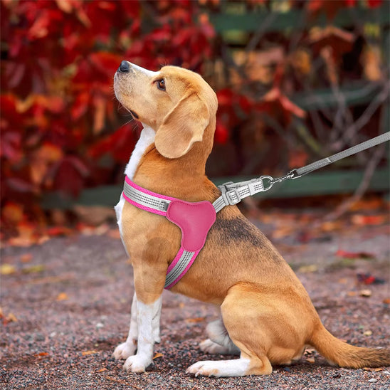harnais pour chien ergonomique assis