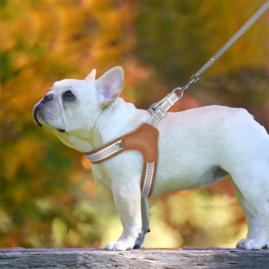 harnais pour chien ergonomique blanc