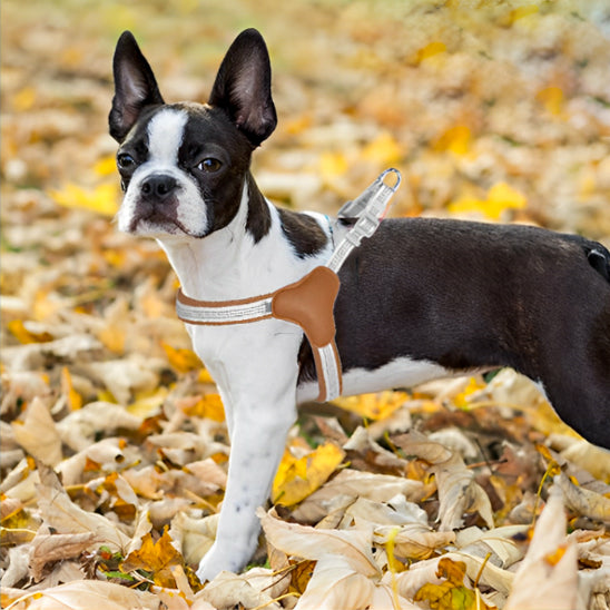 harnais pour chien ergonomique parc