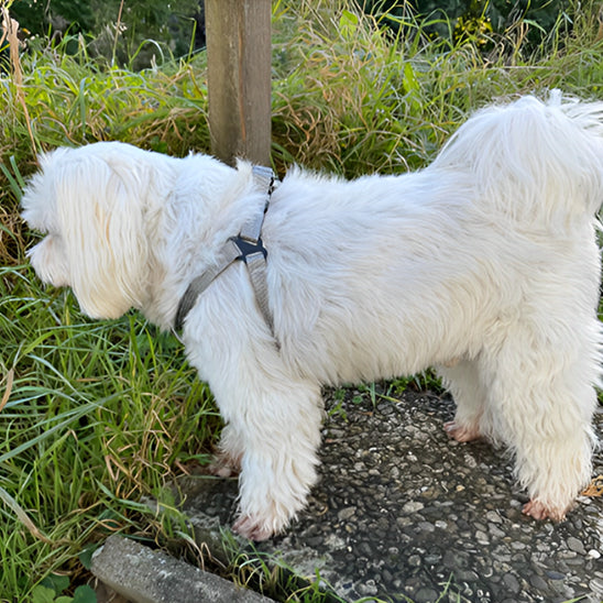 harnais pour chien nylonsecurity balade
