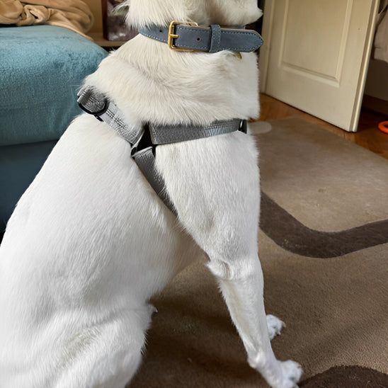 harnais pour chien nylonsecurity chien debout