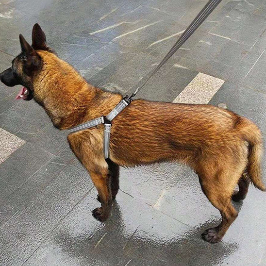 harnais pour chien nylonsecurity chien en ville