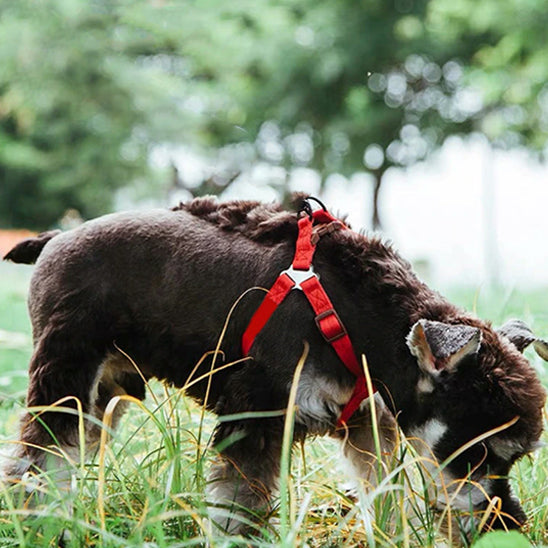 harnais pour chien nylonsecurity chien parc