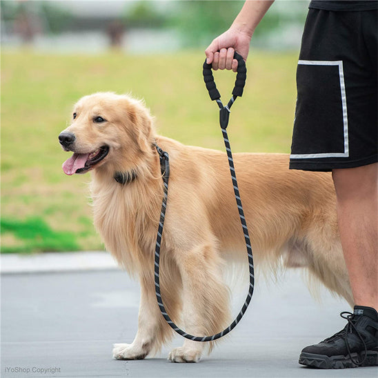 laisse de chien securiprom arret