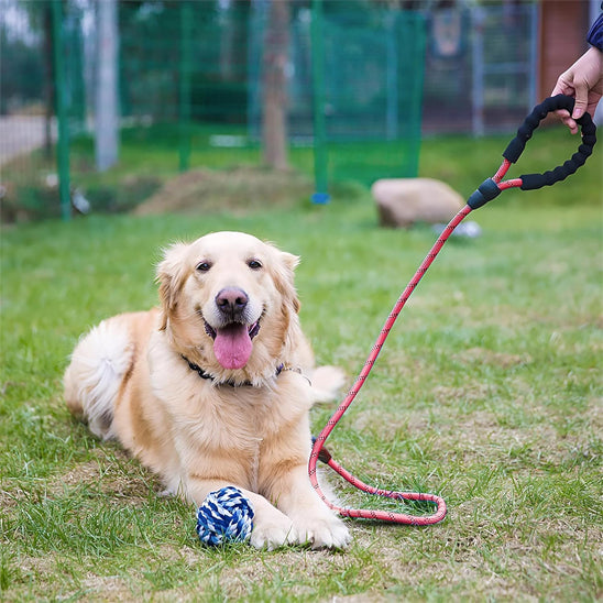Laisse de chien robuste SécuriPromenade ™