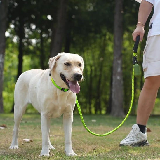 laisse de chien securiprom