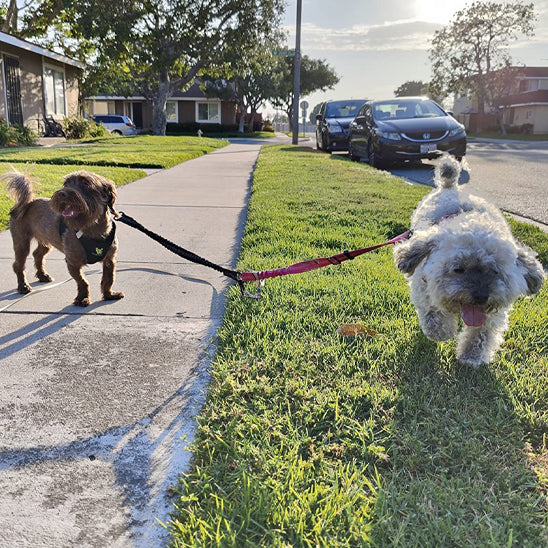 laisse double pour chien duopaws duo