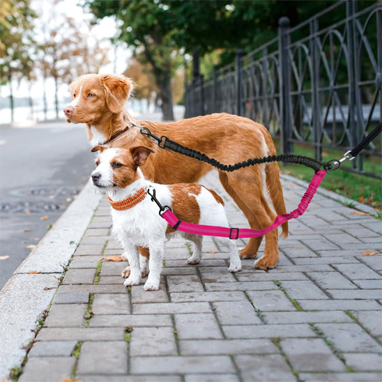 laisse double pour chien duopaws petit grand
