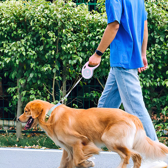 laisse pour chien balade parc