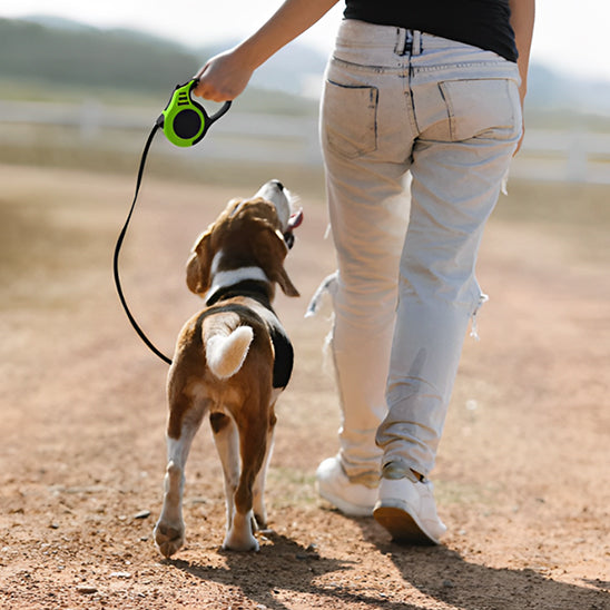 laisse pour chien enrouleur premium courir