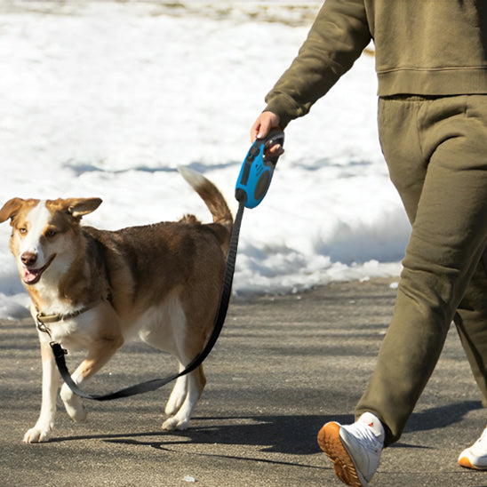 laisse pour chien enrouleur premium