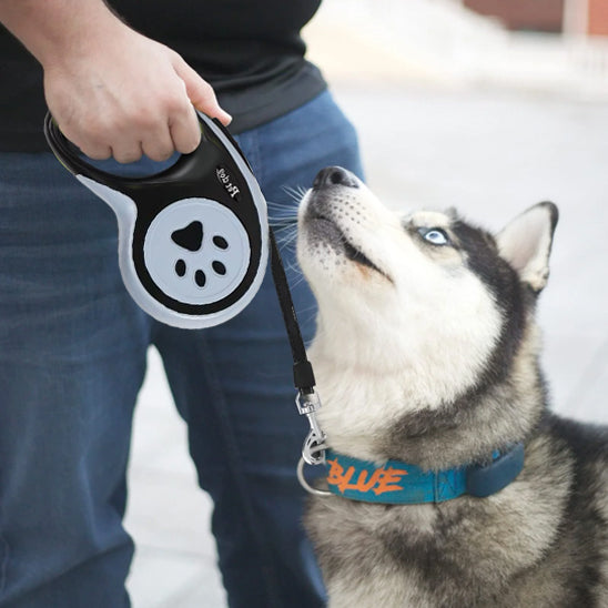 laisse pour chien freedog affection