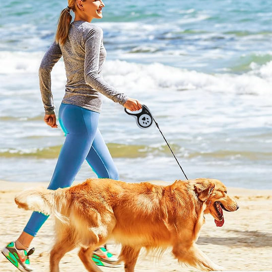 laisse pour chien marche plage