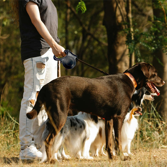 laisse pour chien nightwalk debout
