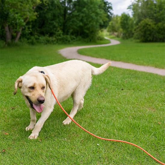 longe chien robuste pelouse