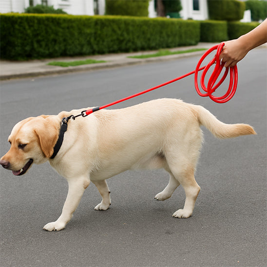 longe chien robuste route