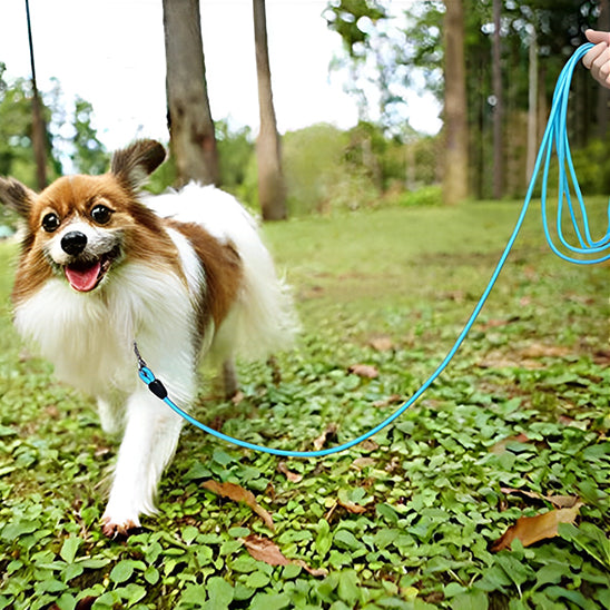 longe pour chien liberte balade