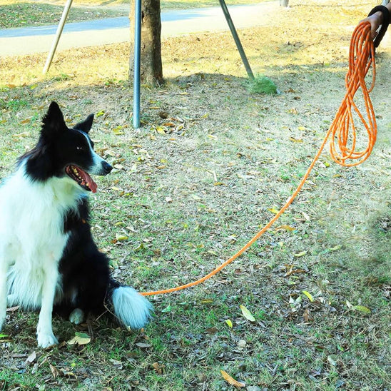 longe pour chien liberte parc