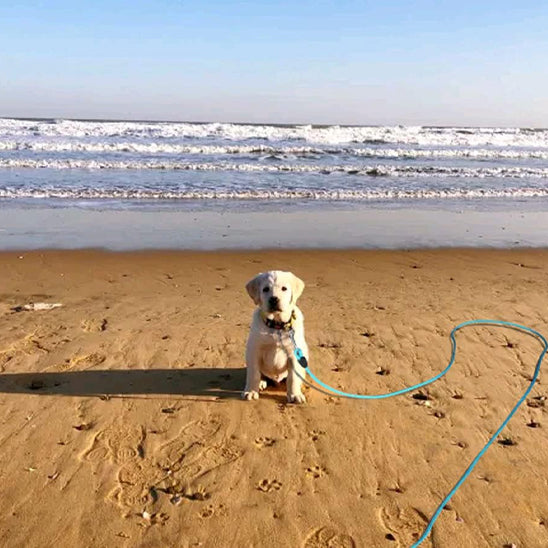 longe pour chien liberte plage