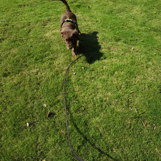 longe pour chien liberte