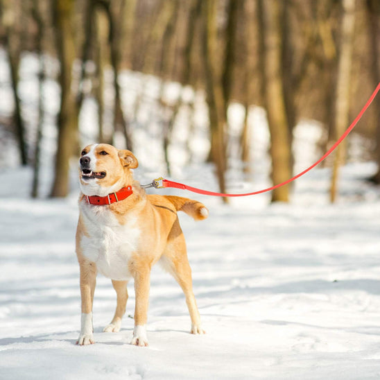 longe pour chien robuste foret