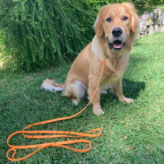 longe pour chien robuste pelouse