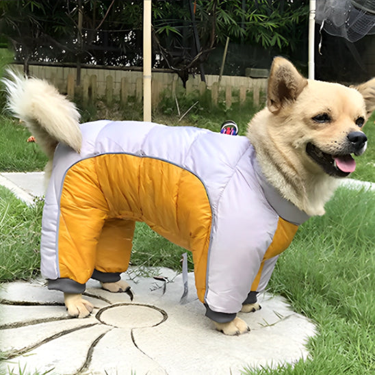 manteau chien douillet balade photo