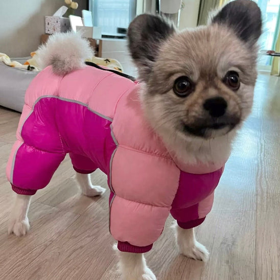 manteau chien douillet maison