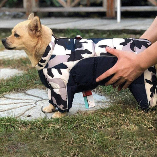 manteau chien douillet pelouse