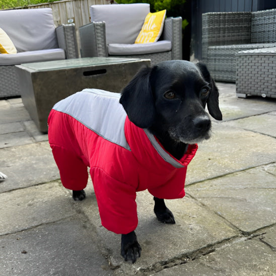 manteau chien imperconfort jardin