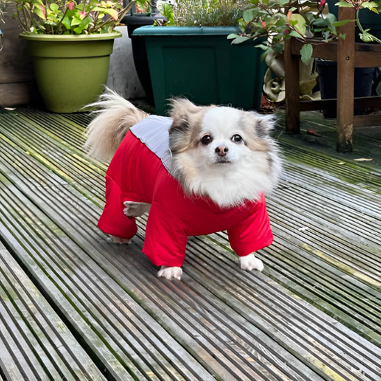 manteau chien imperconfort terrasse