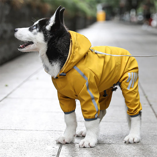 manteau pour chien debout
