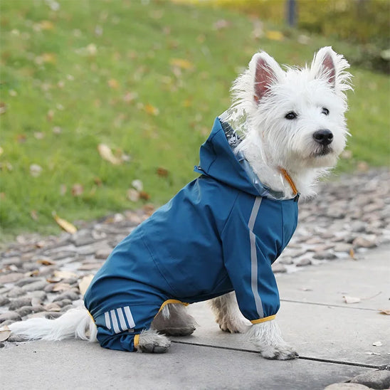 manteau pour chien rue