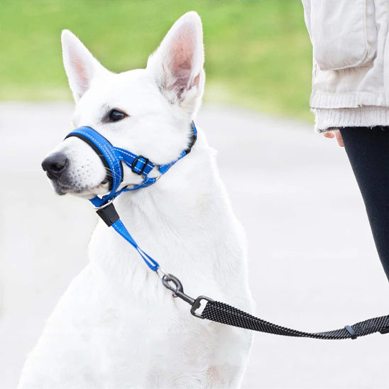 museliere chien confortsafe debout parc