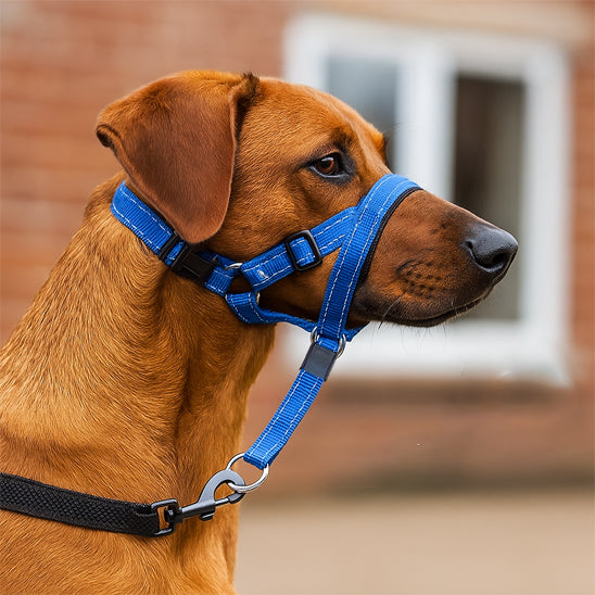 museliere chien confortsafe debout
