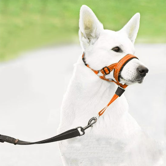 museliere chien confortsafe parc
