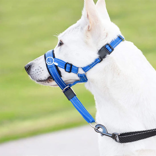 museliere chien confortsafe pelouse
